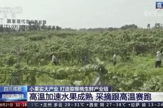 央視新聞中的天然蕓苔素、生物農(nóng)藥助力綠色農(nóng)業(yè)、品牌農(nóng)產(chǎn)品更有價(jià)值