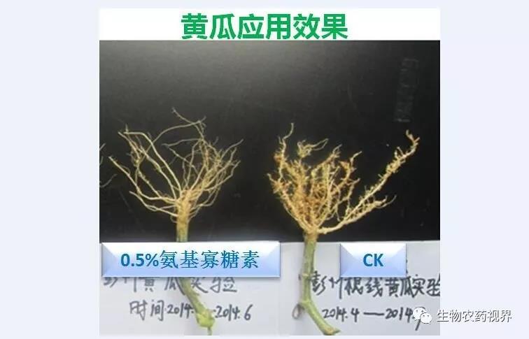 氨基寡糖素 - 植物的免疫衛(wèi)士，根結(jié)線蟲的克星