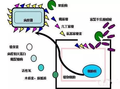 氨基寡糖素 - 植物的免疫衛(wèi)士，根結(jié)線蟲的克星