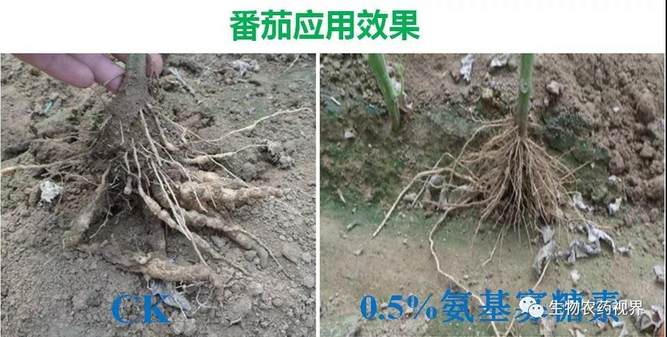 氨基寡糖素 - 植物的免疫衛(wèi)士，根結(jié)線蟲的克星