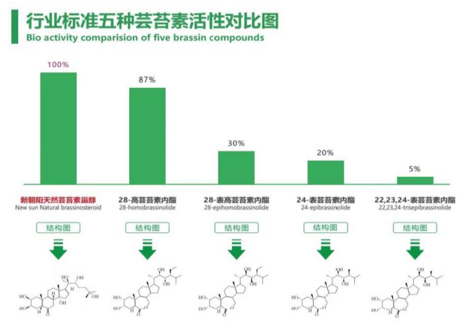 小麥拌種選新朝陽天然蕓苔素，讓小麥高產(chǎn)贏在起跑線上！（小麥在什么時候用蕓苔素效果最佳）