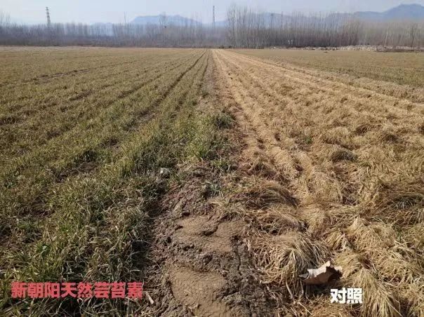 小麥拌種選新朝陽天然蕓苔素，讓小麥高產(chǎn)贏在起跑線上！（小麥在什么時候用蕓苔素效果最佳）