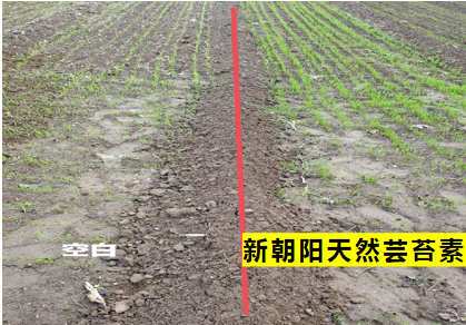 小麥拌種選新朝陽天然蕓苔素，讓小麥高產(chǎn)贏在起跑線上！（小麥在什么時候用蕓苔素效果最佳）